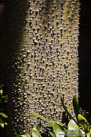 Detail of a tree bark in Palma