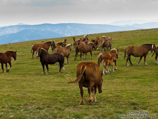 Horses in the Alto Pirineo National Park