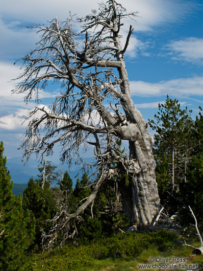 Dead tree in the Alto Pirineo National Park
