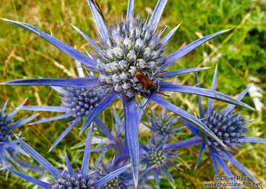 Thistle in the Alto Pirineo National Park