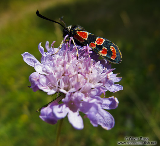 Small insect on flower in the Alto Pirineo National Park