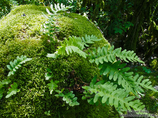 Ferns in the Alto Pirineo National Park