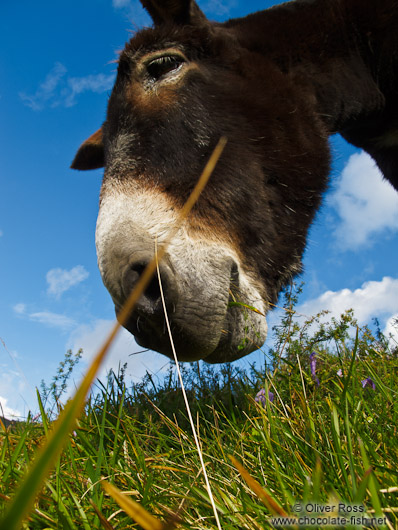 Donkey at the La Renclusa refuge at the base of the Aneto mountain