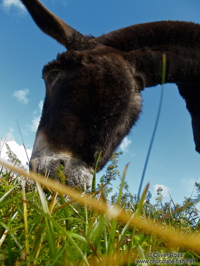 Donkey at the La Renclusa refuge at the base of the Aneto mountain