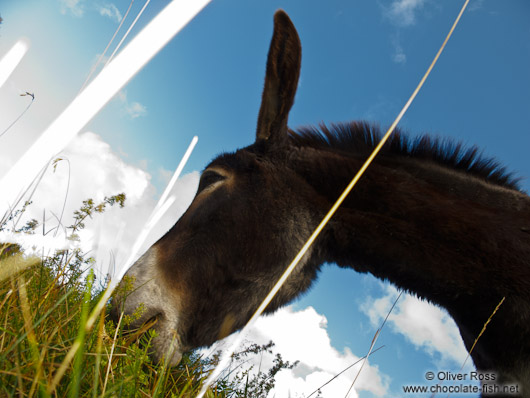 Donkey at the La Renclusa refuge at the base of the Aneto mountain