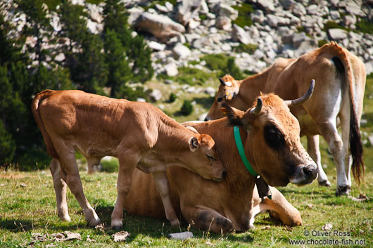 Cows near the Pic de Bastiments