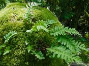 Travel photography:Ferns in the Alto Pirineo National Park, Spain