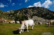 Travel photography:Cows near the Pic de Bastiments, Spain