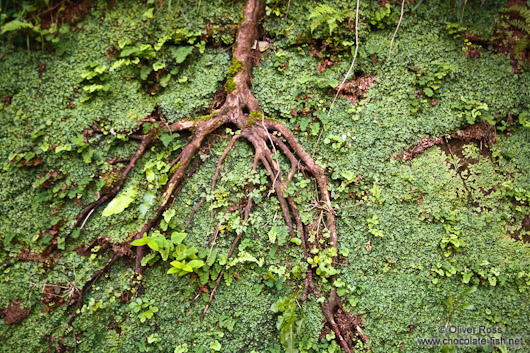 Tree root in San Sebastian