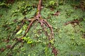 Travel photography:Tree root in San Sebastian, Spain