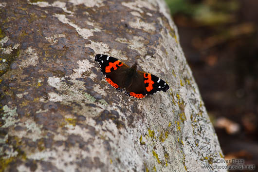 Butterfly in Tenerife Anaga Rural Park