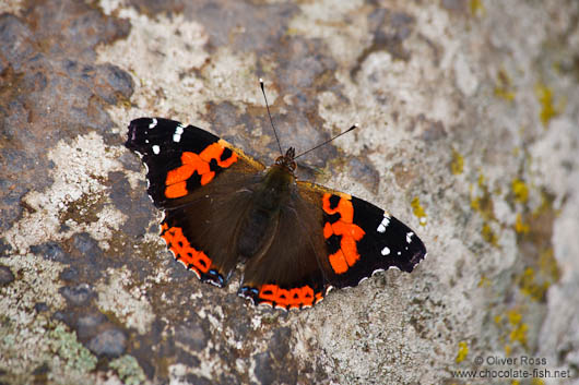 Butterfly in Tenerife Anaga Rural Park