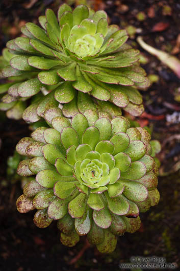 Plants in Anaga Rural Park on Tenerife