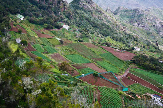 Terraces in Anaga Rural Park on Tenerife