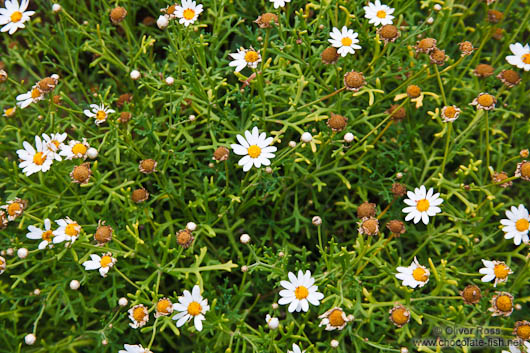 Small mountain daisies on the Anaga peninsula