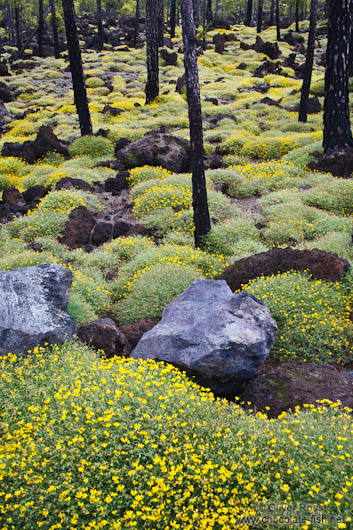 Forest near Teide National Park