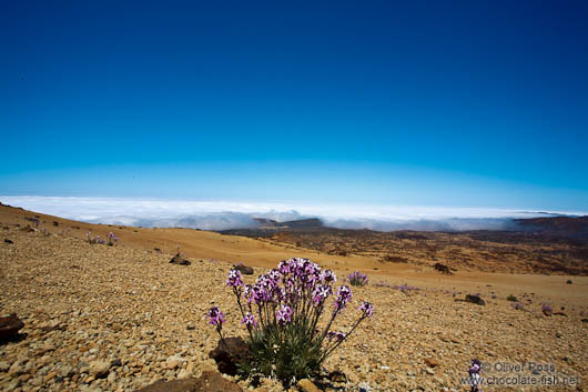View of Teide National Park