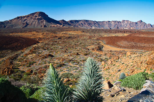 View over Teide National Park with Echium wildpretii plants