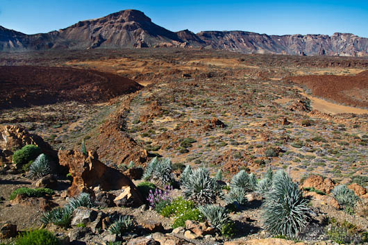 View over Teide National Park with Echium wildpretii plants