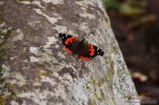 Travel photography:Butterfly in Tenerife Anaga Rural Park, Spain