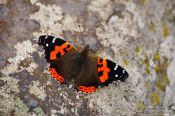 Travel photography:Butterfly in Tenerife Anaga Rural Park, Spain