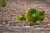 Travel photography:Plants growing on a roof top in Anaga Rural Park, Spain