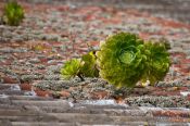 Travel photography:Plants growing on a roof top in Anaga Rural Park, Spain