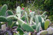 Travel photography:Cactus in Anaga Rural Park, Spain