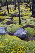 Travel photography:Forest near Teide National Park, Spain