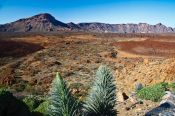 Travel photography:View over Teide National Park with Echium wildpretii plants, Spain