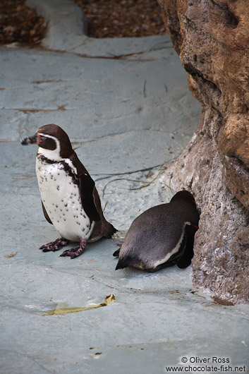 Penguins in the Valencia Aquarium