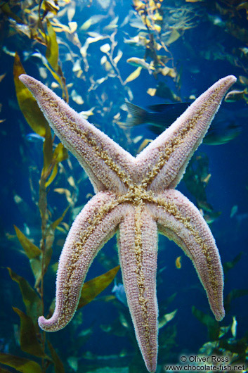 Sea star in the Valencia Aquarium
