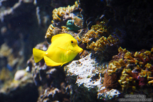 Fish in the Valencia Aquarium