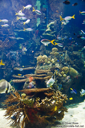 Small reef with fishes in the Valencia Aquarium