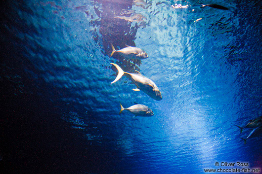 Fishes in the Valencia Aquarium