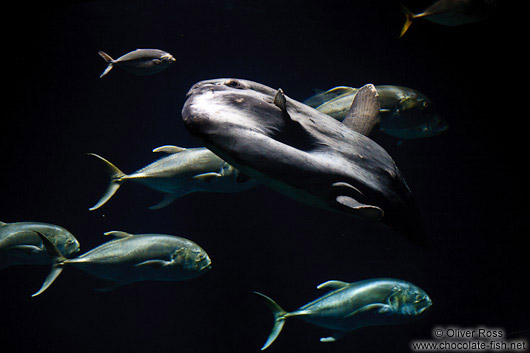 Moonfish in the Valencia Aquarium