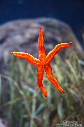 Sea star in the Valencia Aquarium