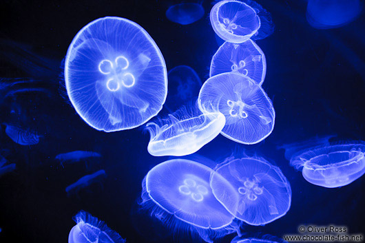 Jellyfish in the Valencia Aquarium