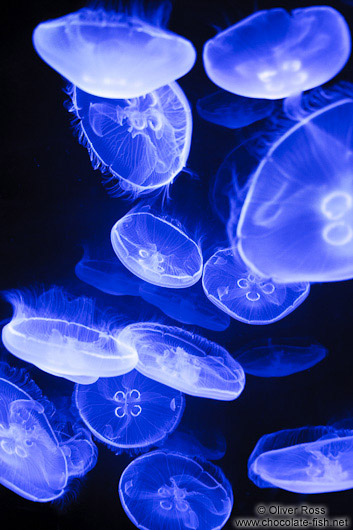 Jellyfish in the Valencia Aquarium