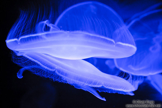 Jellyfish in the Valencia Aquarium