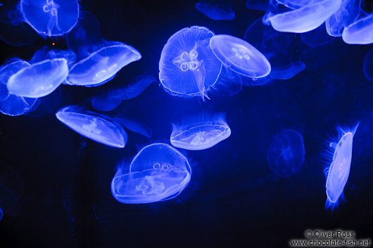 Jellyfish in the Valencia Aquarium