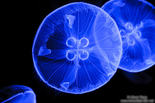 Jellyfish in the Valencia Aquarium