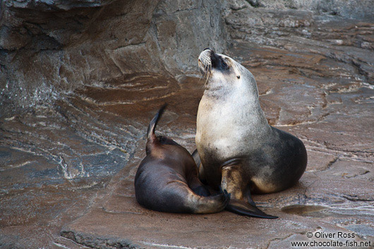 Sea Lions in the Valencia Aquarium