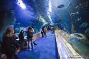 Travel photography:Tunnel in the Valencia Aquarium, Spain