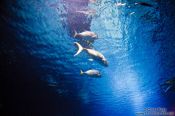 Travel photography:Fishes in the Valencia Aquarium, Spain