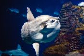 Travel photography:Moonfish in the Valencia Aquarium, Spain