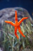 Travel photography:Sea star in the Valencia Aquarium, Spain