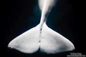 Travel photography:Beluga Whale fin in the Valencia Aquarium , Spain