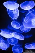 Travel photography:Jellyfish in the Valencia Aquarium, Spain