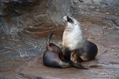 Travel photography:Sea Lions in the Valencia Aquarium, Spain